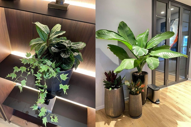 MC Thành Trung còn trang trí nhà bằng nhiều cây xanh. Ảnh: FB Trung Thanh Vo