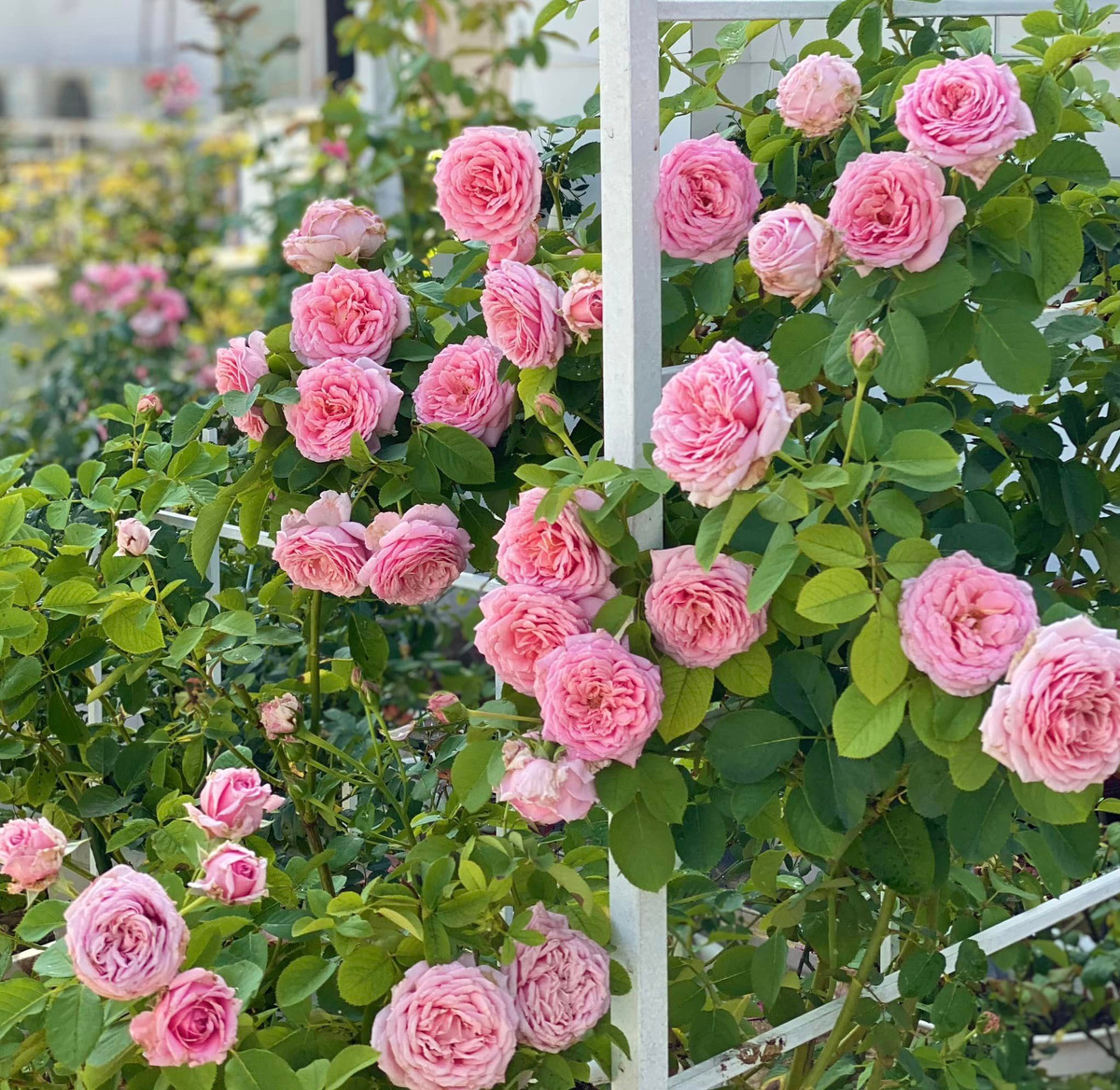 Khu vườn hoa đủ sắc màu đẹp như cổ tích được các thành viên trong gia đình nam MC chăm sóc chu đáo.