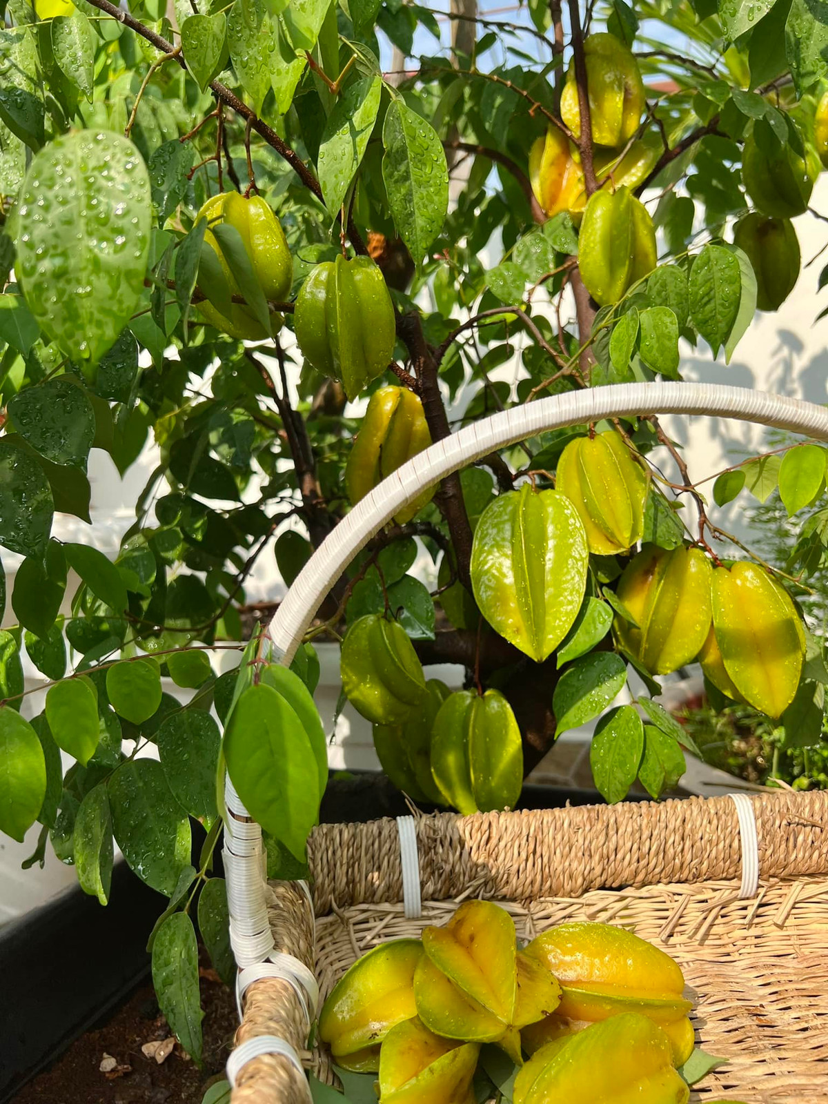 Vợ chồng MC Quyền Linh còn trồng nhiều cây ăn trái, cây nào cũng sai trĩu quả.