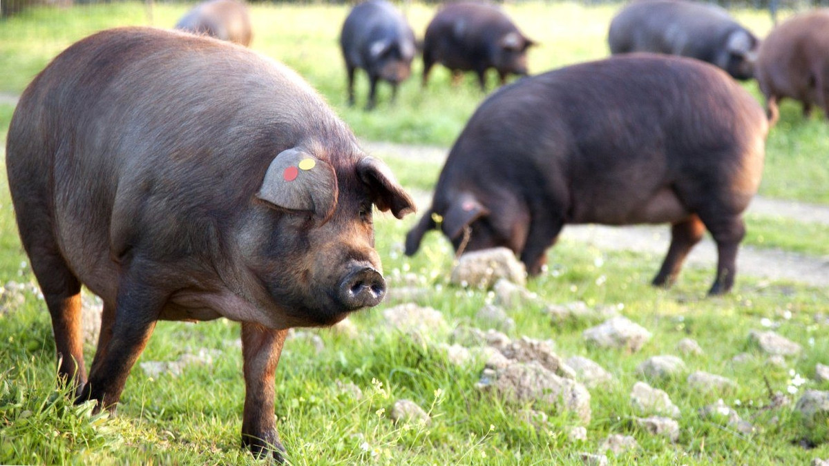 Để chất lượng thịt được đảm bảo, mỗi con lợn đen phải đạt trọng lượng đúng 160kg trước khi giết mổ. Ảnh: De Kweker