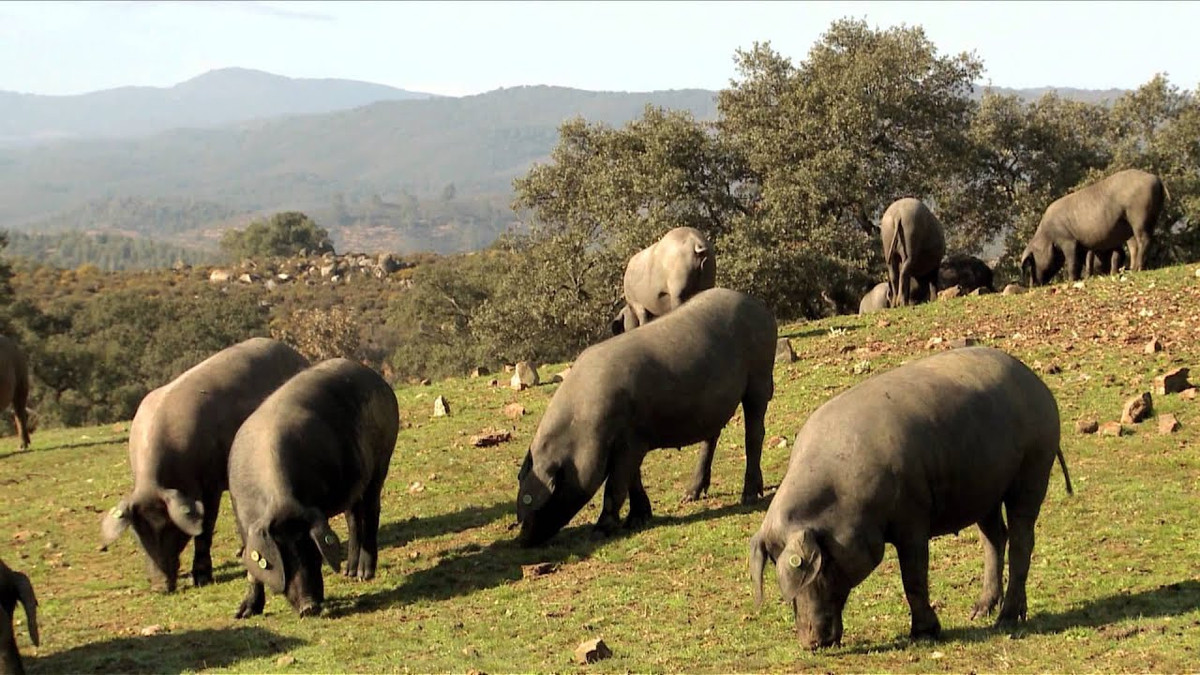 Ở Tây Ban Nha, phương pháp cắt thịt lợn Iberico cũng là một truyền thống lâu đời. Ảnh: Youtube