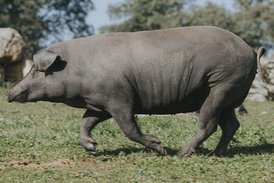 Lợn đen Iberico được nuôi với chế độ đặc biệt. Ngay sau khi cai sữa chúng sẽ được vỗ béo bằng lúa mạch và ngô trong vài tuần. Ảnh: Internet