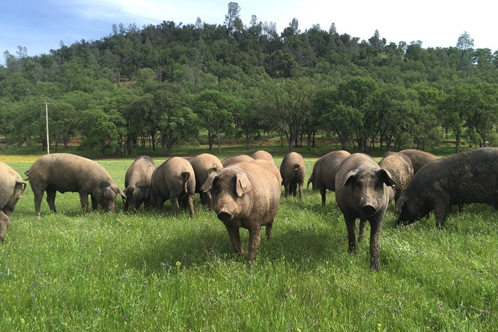 Do thả rông, việc di chuyển tự do giúp cơ bắp lợn phát triển từ đó làm thịt săn chắc hơn. Ảnh: Youtube