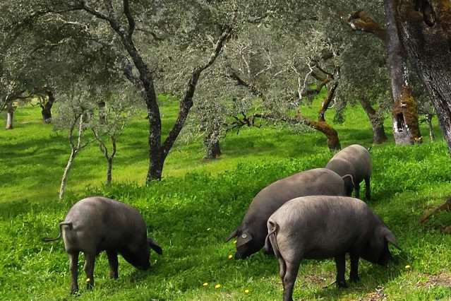 Sau đó lợn được thả rông để kiếm ăn trên các đồng cỏ. Tại đây đồ ăn của những con lợn là cỏ và gỗ cây sồi. Khi chuẩn bị để làm thịt để muối thì lợn Iberia sẽ được ăn kiêng hoàn toàn với quả oliu và quả sồi. Ảnh: Internet