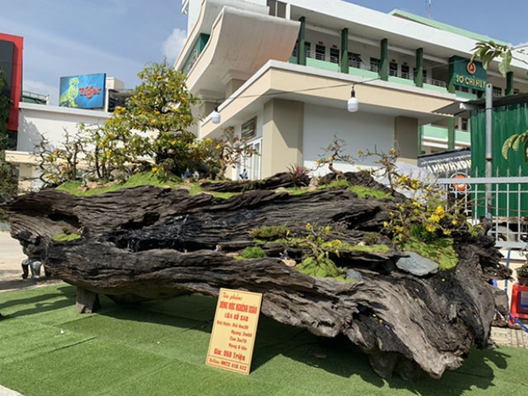 Cây mai vàng cổ 50 năm trên thân cây gỗ sao đen dài hơn 6m, nặng hơn 6 tấn giá lên đến 950 triệu đồng đã thu hút được sự chú ý của nhiều người. Ảnh: Dân Việt.