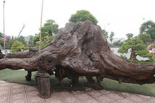 Bộ tiểu cảnh mai chiếu thủy nằm trên thân gỗ lũa sao đen liền khối của anh Trịnh Ngọc Cường đến từ Nha Trang (Khánh Hòa) từng được chào bán 1 tỷ đồng. Ảnh: ĐSPL