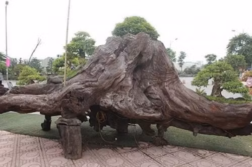 Bộ tiểu cảnh mai chiếu thủy nằm trên thân gỗ lũa sao đen liền khối của anh Trịnh Ngọc Cường đến từ Nha Trang (Khánh Hòa) từng được chào bán 1 tỷ đồng. Ảnh: ĐSPL