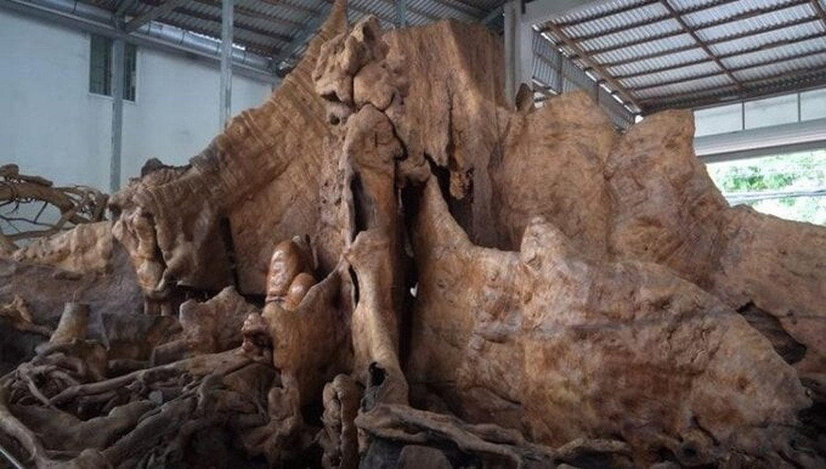 Gốc cây bàng cổ thụ lên tới cả nghìn năm tuổi của ông Chiến (ở Sóc Trăng) từng khiến đại gia ngỏ ý muốn mua với giá 30 tỷ nhưng chủ nhân không bán. Ảnh; Độc lạ Bình Dương