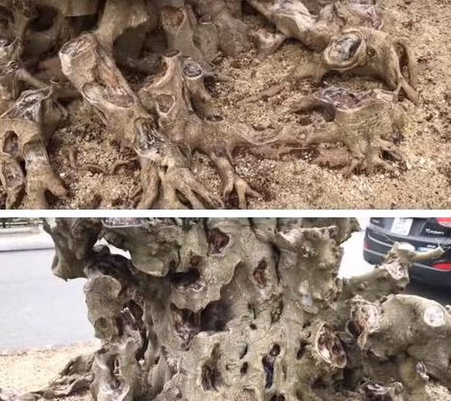 Rễ cây cũng được can thiệp tạo sẹo, giống như những ngọn non bộ nhấp nhô ở phía dưới gốc. Ảnh: Người đưa tin