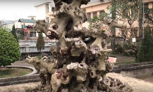 Tại triển lãm, chủ nhân phát giá phôi cây sanh lên tới 4 tỷ đồng. Cây được làm rất công phu tạo ra phôi giống như quả núi. Ảnh: Dân Việt