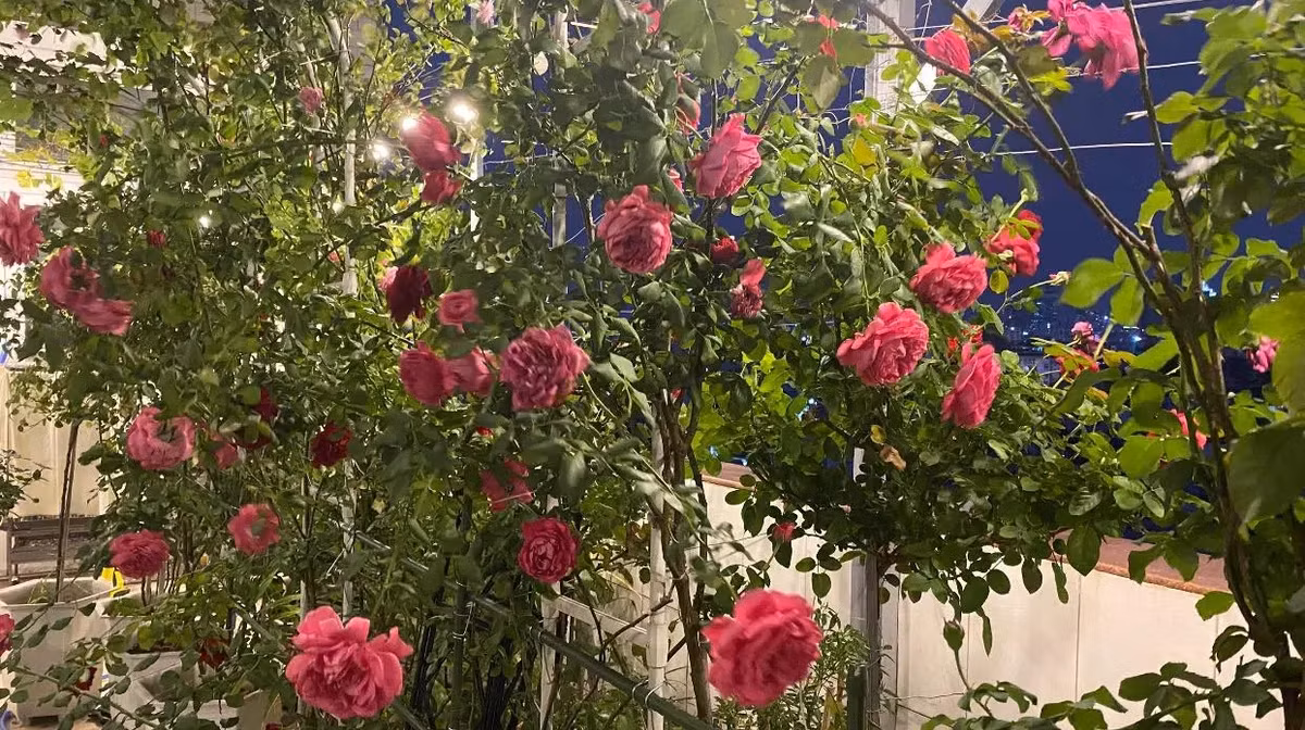 Trên sân thượng, Phan Hiển từng trồng vườn hồng ước tính 100 triệu đồng vì đây là loài hoa mà bà xã yêu thích. Ảnh: FBNV