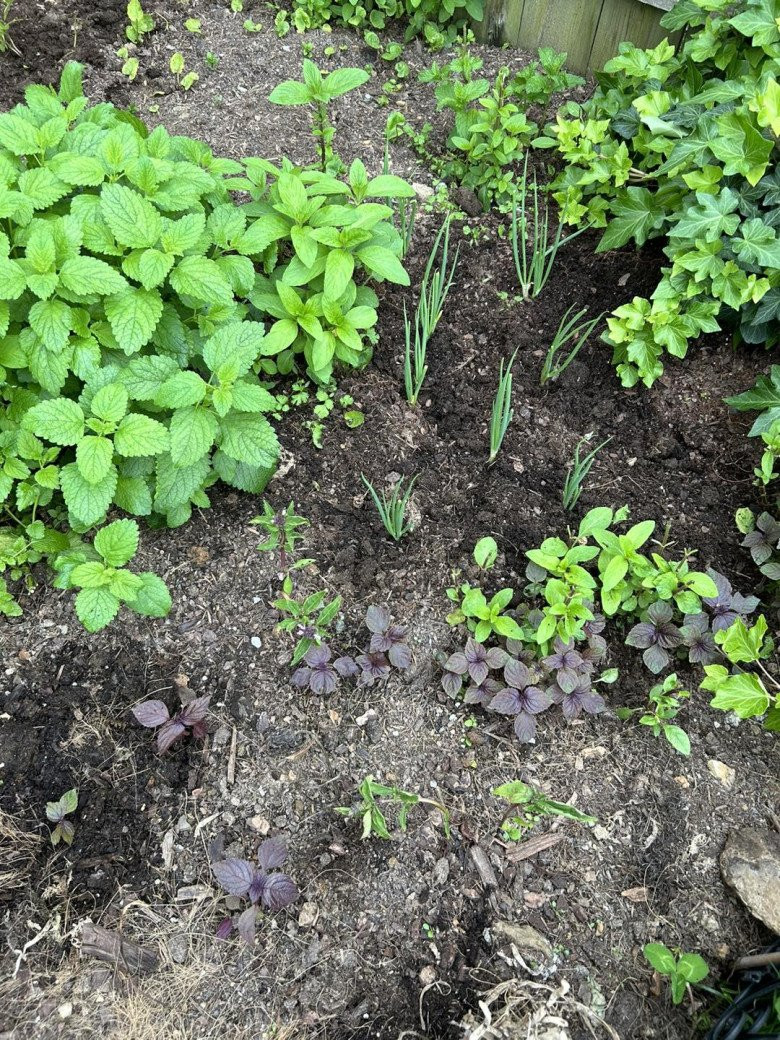 Siêu mẫu trồng rau để có nguồn thực phẩm cho gia đình và tiết kiệm hơn.