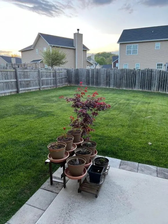 Ngoài diện tích trồng rau, căn nhà của Trang Trần còn có một khoảng vườn thoáng đãng với cỏ xanh mát mắt.