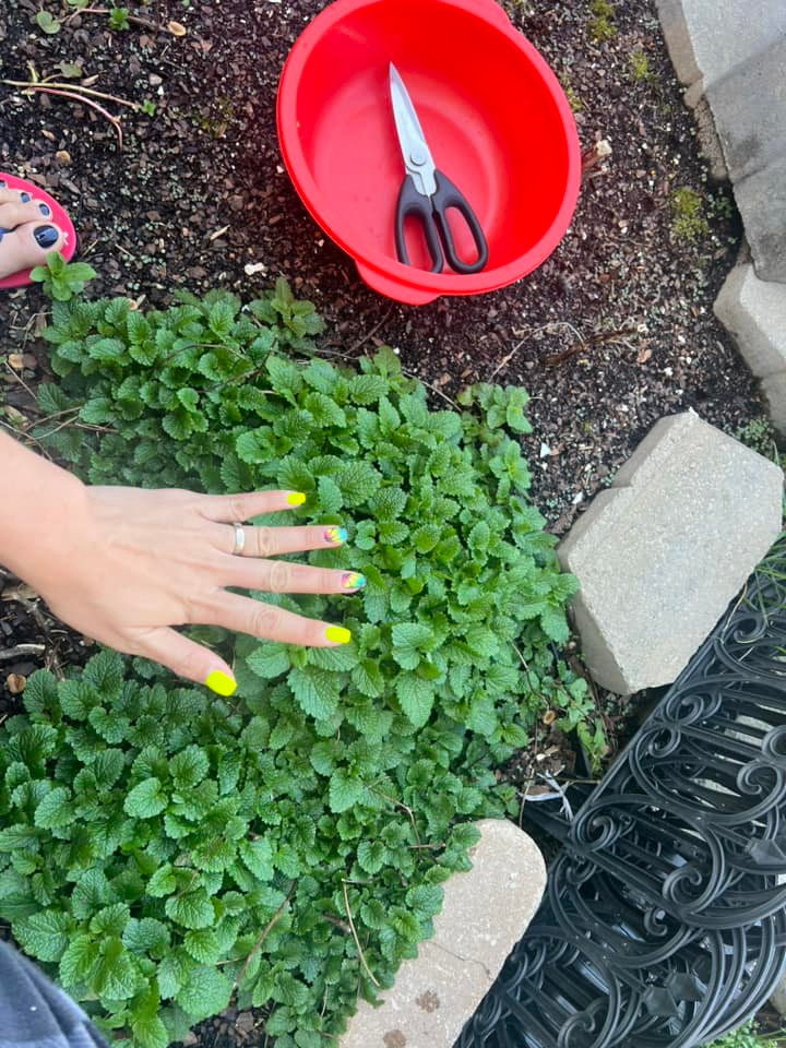 Trang Trần trồng một số loại rau thơm rất hợp với các món ăn Việt.