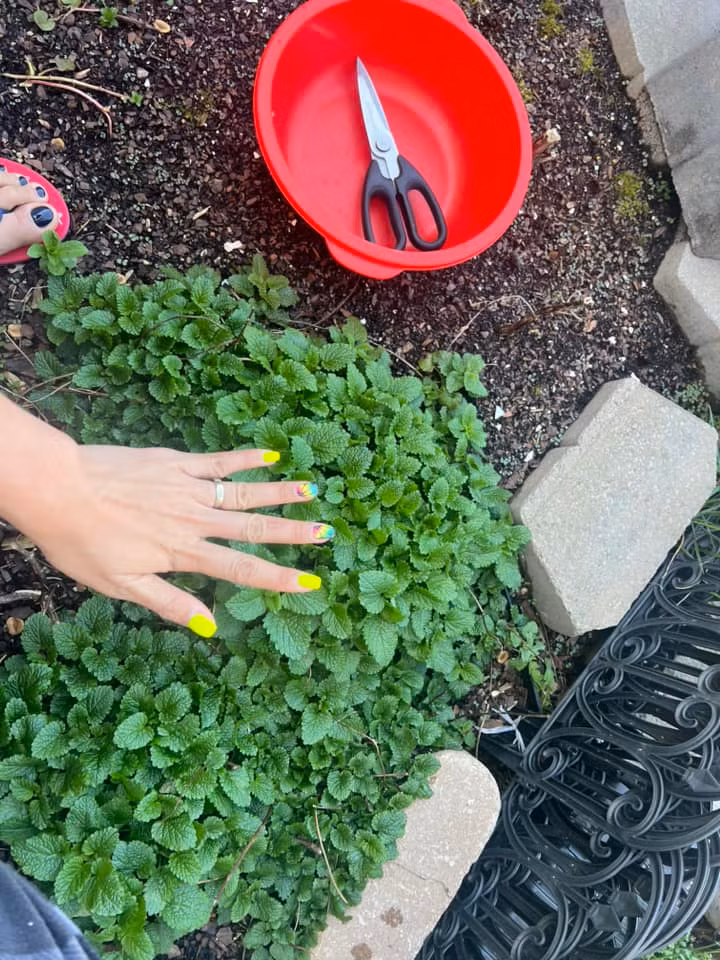 Trang Trần trồng một số loại rau thơm rất hợp với các món ăn Việt.