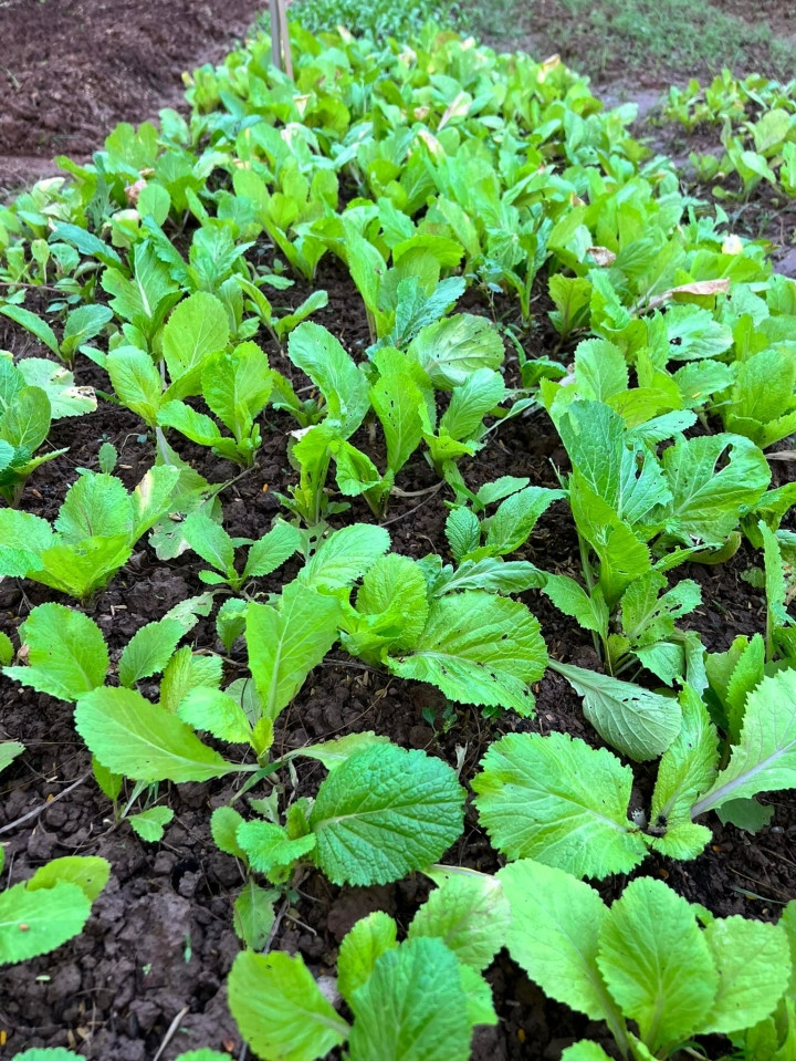 Trong khuôn viên nhà, Nguyễn Thị Huyền trồng rau và nhiều loại cây ăn quả.