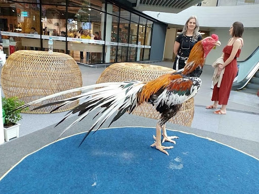 Bà Bussarin cho biết, kể từ khi mua được chú gà trống này, bà đã tích lũy được nhiều may mắn và bà yêu thương Chao Hong Thong như thể nó là con ruột của bà. Ảnh: Meatophoum