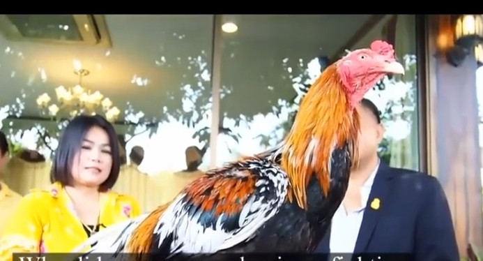 Theo truyền thuyết, bất kỳ ai sở hữu giống gà chọi này sẽ được hưởng lợi bất ngờ. Ảnh: Bangkokpost