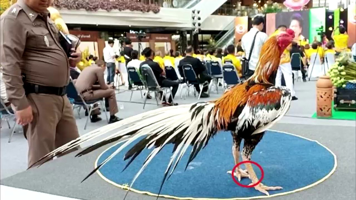 Trong nhiều năm, Chao Hong Thong đã lai tạo ra nhiều chú gà chọi khác và tạo ra hàng triệu baht cho bà và gia đình. Ảnh: YouTube