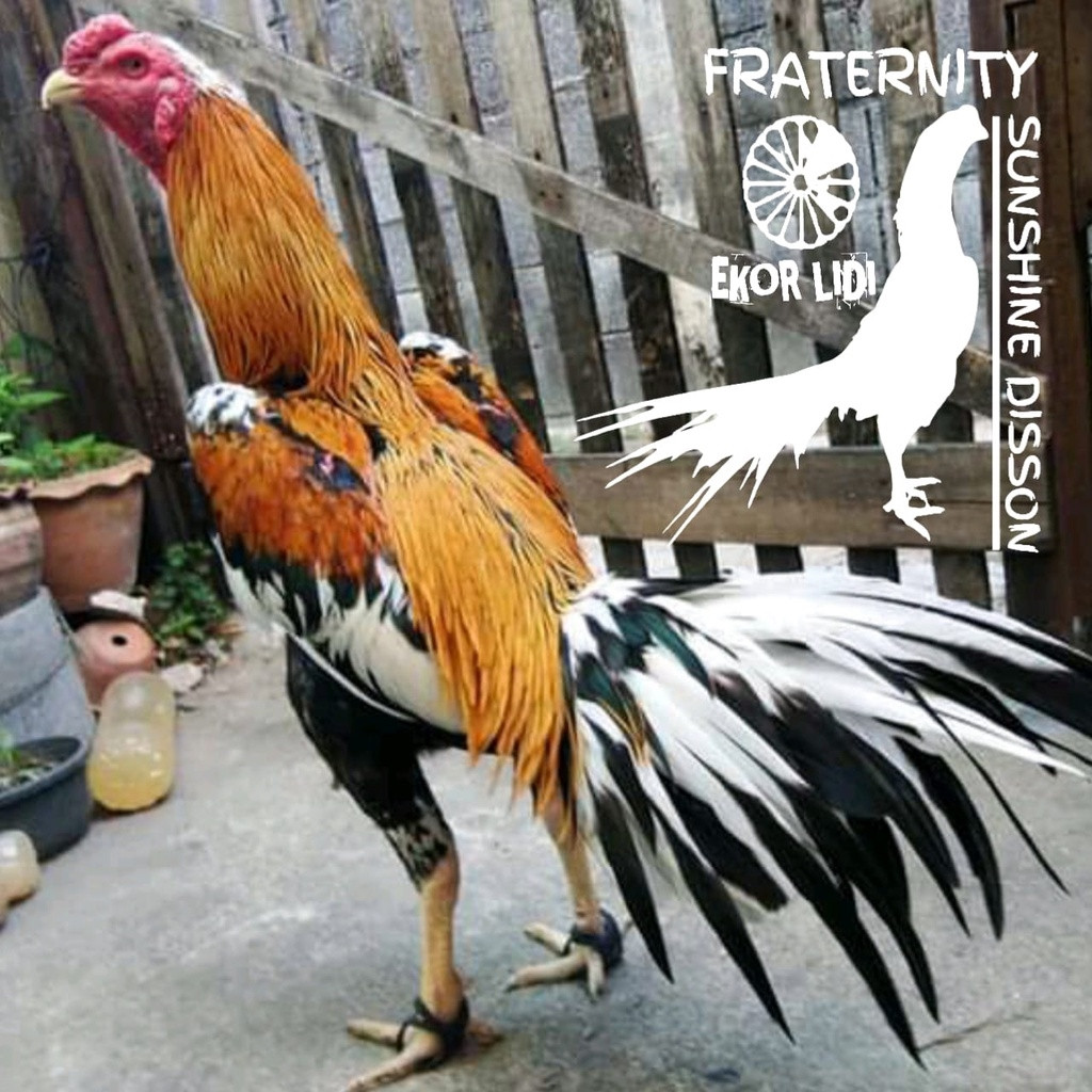 Bà cho biết sẵn sàng bán “Chao Hong Fah”, một con gà chọi khác cùng giống nhưng có đuôi ngắn hơn Chao Hong Thong. Bà Bussarin định giá Chao Hong Fah là 5 triệu baht. Ảnh: Shopee