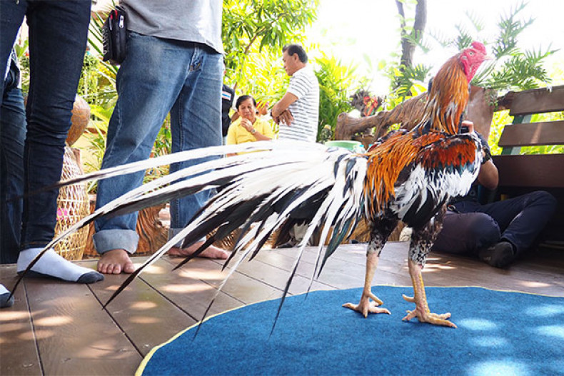 Chú gà chọi có tên "Chao Hong Thong" với đuôi dài 1 mét, thuộc sở hữu của Bussarin Choeybanditthakul, người nuôi gà chọi ở Bang Phli, tỉnh Samut Prakan (Thái Lan). Ảnh: Bangkokpost