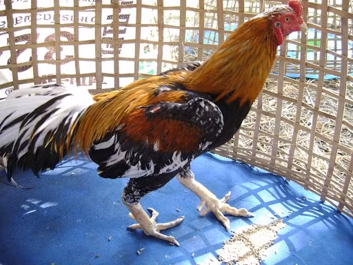 Để giúp bảo tồn các loài giống gà bản địa, chính quyền thành phố đã tổ chức một cuộc thi chọi gà. Chao Hong Thong sẽ được trưng bày ở đó, như một nam châm thu hút du khách đến sự kiện. Ảnh: Meatophoum