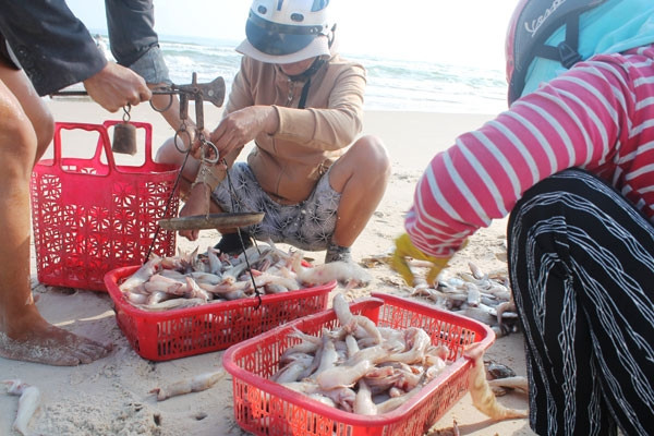 Ít ai biết, do thịt cá nhão nhoét, dễ bị ươn nên trước đây cá cháo chỉ dành cho lợn ăn, không mang lại giá trị về mặt kinh tế. Ảnh: Cand