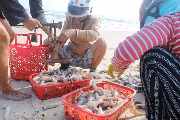 Ít ai biết, do thịt cá nhão nhoét, dễ bị ươn nên trước đây cá cháo chỉ dành cho lợn ăn, không mang lại giá trị về mặt kinh tế. Ảnh: Cand