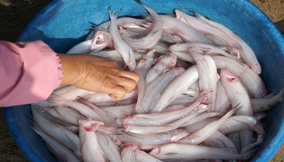 Đáng chú ý, giá cá khoai tăng gấp 3 - 4 lần ngày thường, lên tới 700.000 - 800.000 đồng/kg, thậm chí cả triệu đồng/kg vẫn được khách tranh nhau mua. Ảnh: Vietnamnet