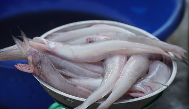 Ngoài ra, sau Tết, người dân ngán ăn thịt nên muốn mua cá khoai về nấu canh hoặc nấu lẩu. Do đó, giá cá khoai được đẩy lên cao. Ảnh: Vietnamnet