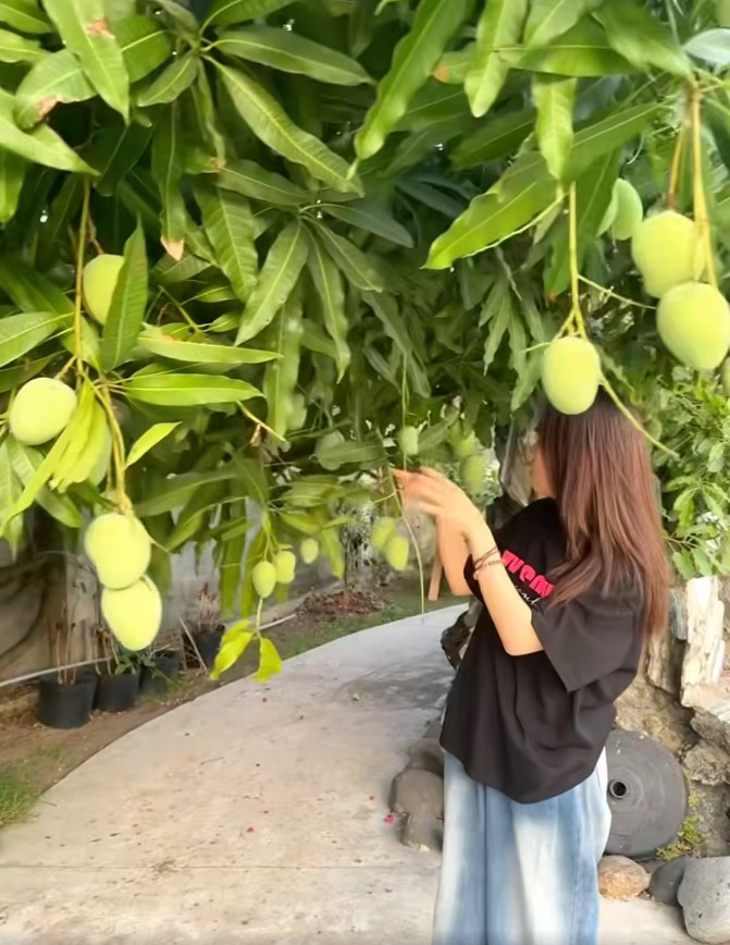 Nhiều trái còn chạm ngay đầu nữ ca sĩ.