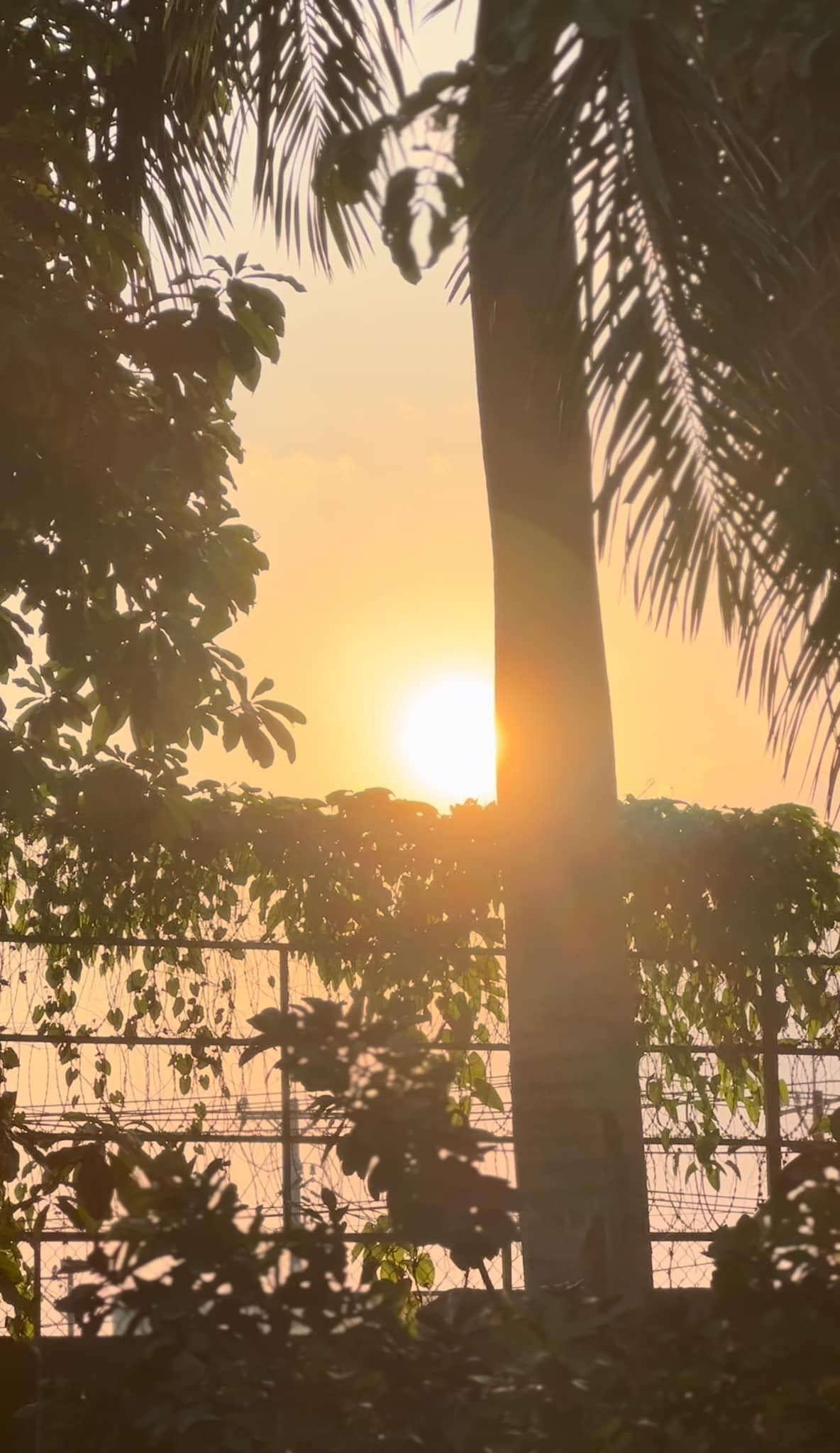 Hè đến, nhà vườn của Mỹ Tâm mang đến khung cảnh vô cùng nên thơ. Nguồn ảnh: FBNV