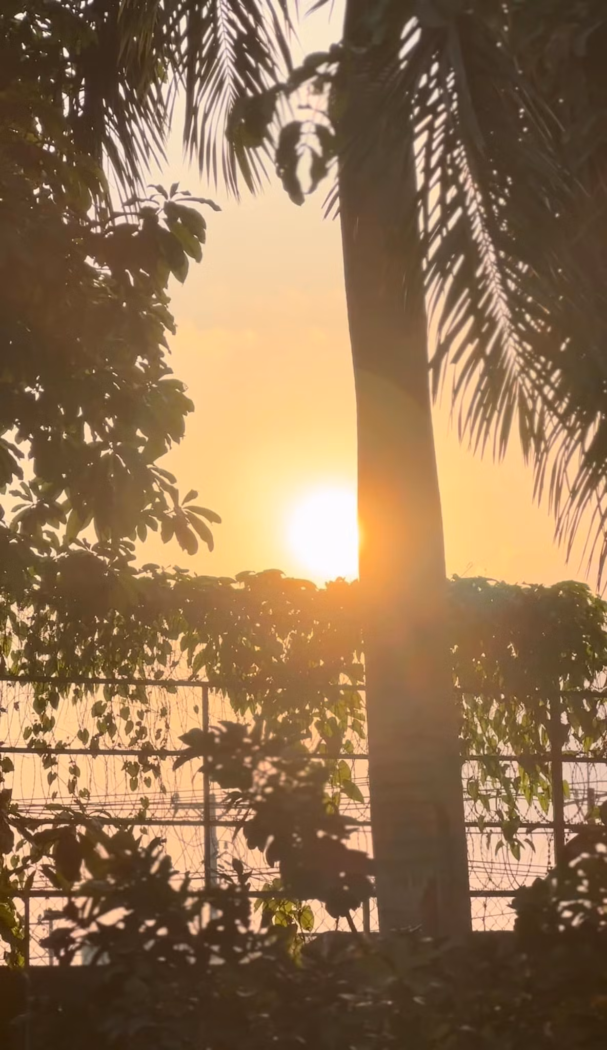 Hè đến, nhà vườn của Mỹ Tâm mang đến khung cảnh vô cùng nên thơ. Nguồn ảnh: FBNV