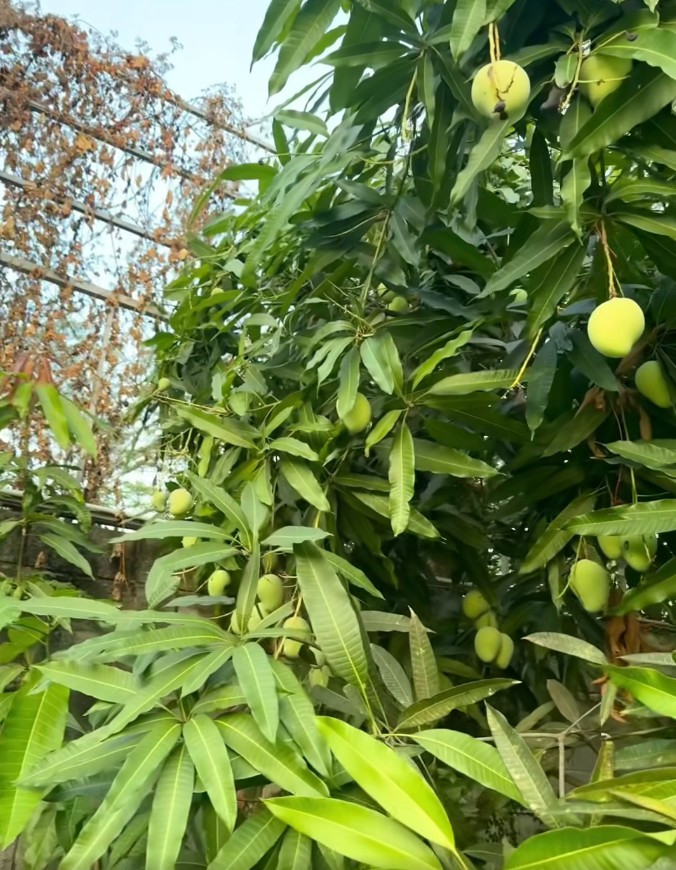 Theo tiết lộ, cây xoài trong vườn nhà Mỹ Tâm năm nay còn sai quả hơn năm ngoái, khoảng 500 - 600 trái.