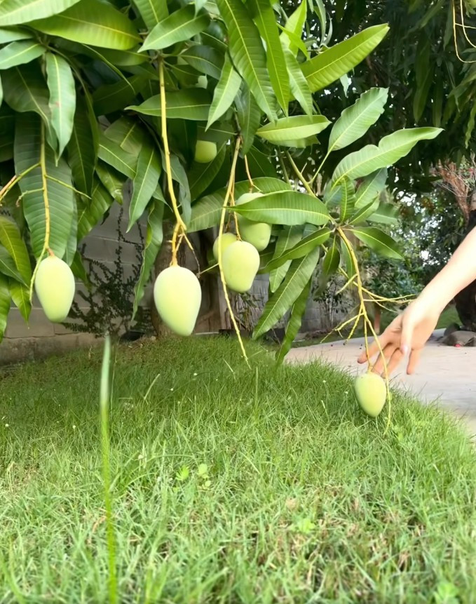 Khi quả chín, chỉ cần quờ tay là hái được.