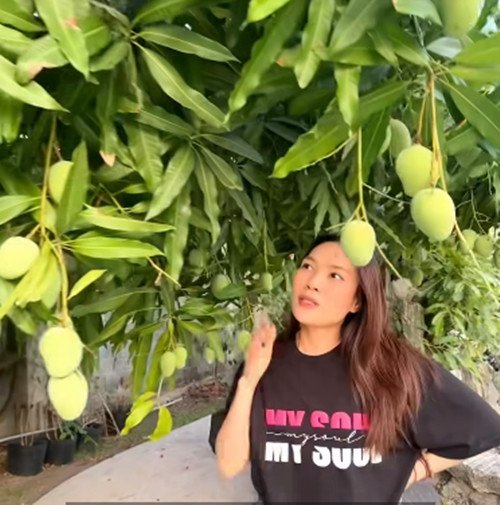 Mới đây, trên trang cá nhân, ca sĩ Mỹ Tâm chia sẻ video cây xoài nặng trĩu quả trong vườn nhà khiến ai nấy đều xuýt xoa.