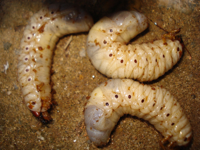 Sùng đất là đặc sản của các huyện vùng núi phía Tây của tỉnh Quảng Nam. Sùng đất được cho là có công dụng thần kỳ giúp làm tăng khả năng phòng the của phái mạnh. Ảnh: Vietnamnnet