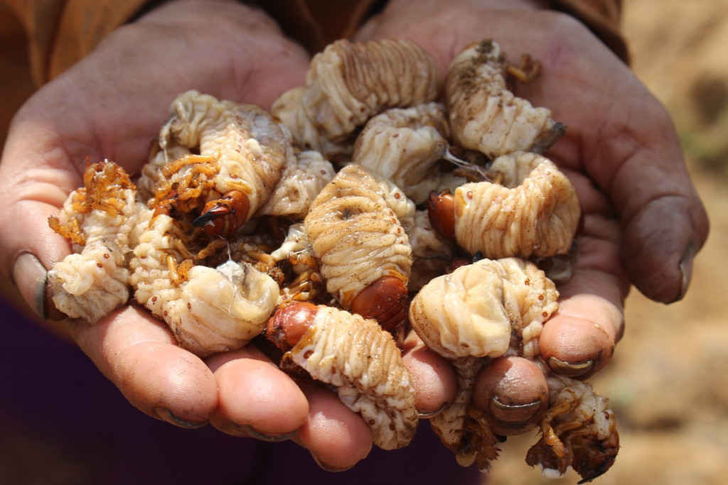 Do giá cao, người dân chăm chỉ đào sùng đất có thể kiếm được tới 500.000 - 800.000 đồng/ngày mỗi người. Ảnh: Báo tài nguyên môi trường