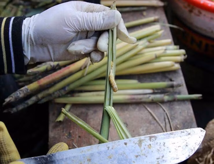 Sâu chít là đặc sản nổi tiếng của vùng núi Tây Bắc như Lào Cai, Sơn La, Điện Biên... Ảnh: Facebook