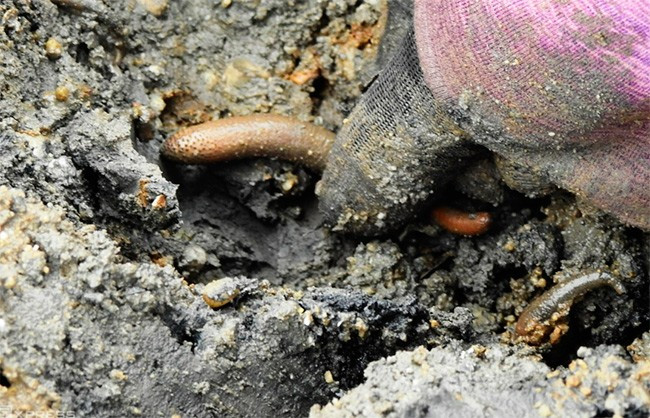 Bông thùa còn có tên gọi khác là sâu đất, sống trong môi trường bùn ven biển và các khu rừng ngập mặn. Ảnh: Internet