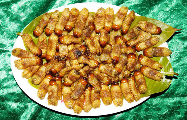 Sùng đất thực chất là ấu trùng của bọ rầy. Mùa sùng đất từ tháng 9 kéo dài đến tháng 11, khi những đám đất trồng củ sắn đã được thu hoạch xong... Ảnh: Vietnamnnet