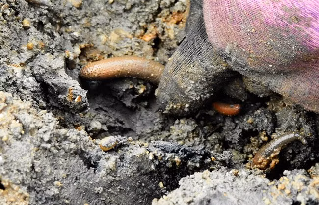 Bông thùa còn có tên gọi khác là sâu đất, sống trong môi trường bùn ven biển và các khu rừng ngập mặn. Ảnh: Internet