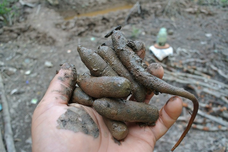 Nhiều người nhìn thấy con bông thùa sẽ tỏ ra e dè, sợ hãi nhưng thực chất đây là một đặc sản có giá lên tới 500.000 đồng/kg, không phải ai cũng có cơ hội thưởng thức. Ảnh: Facebook