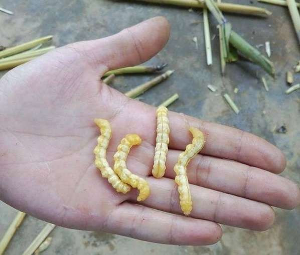 Dù có vẻ ngoài hơi ghê rợn nhưng sâu chít được coi là "đông trùng hạ thảo" của người Việt Nam. Đây là loại ấu trùng có màu trắng sữa, thường được tìm thấy trong thân cây chít. Ảnh: Vietnamnet