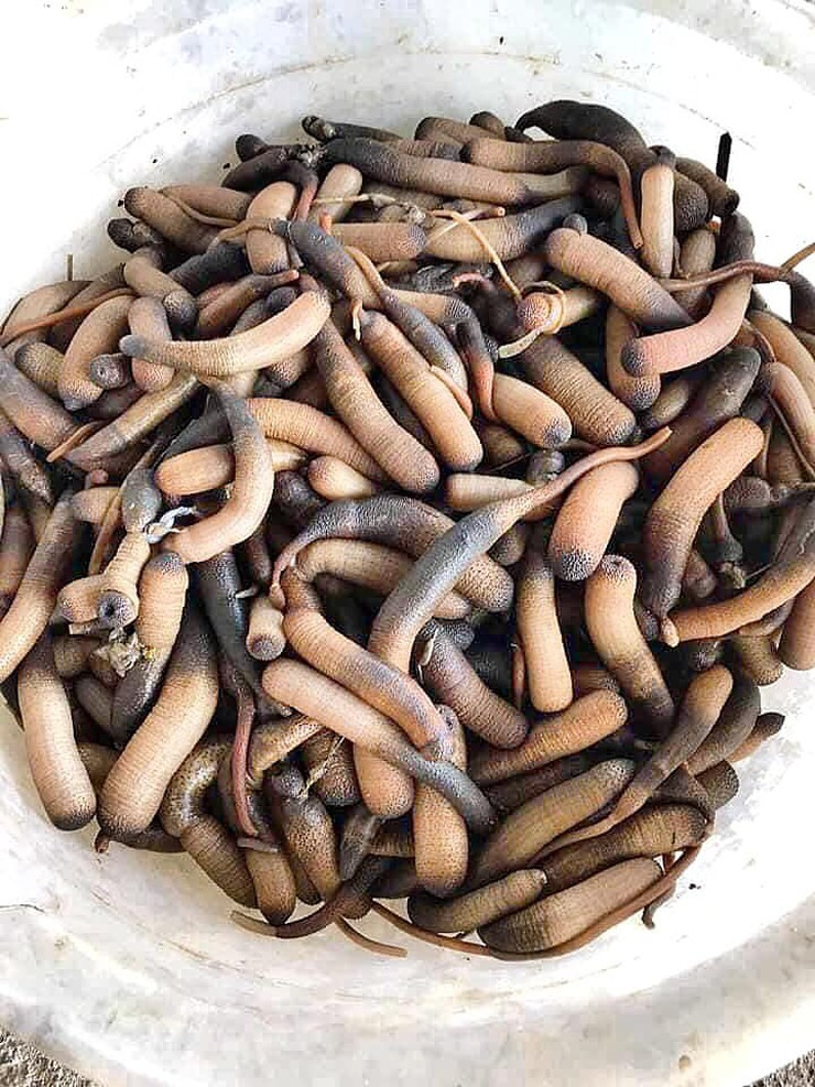 Con bông thùa là đặc sản nổi tiếng ở Quảng Ninh. Nhìn qua, nhiều người lầm tưởng đó là sá sùng nhưng thực chất 2 loài này có nhiều điểm khác biệt. Ảnh: Facebook