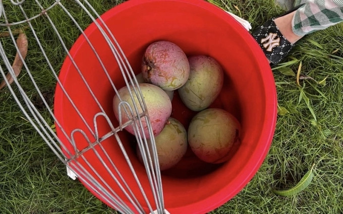 Nhờ chăm sóc tốt, cây xoài cao khoảng 5m cho trái siêu "bự".