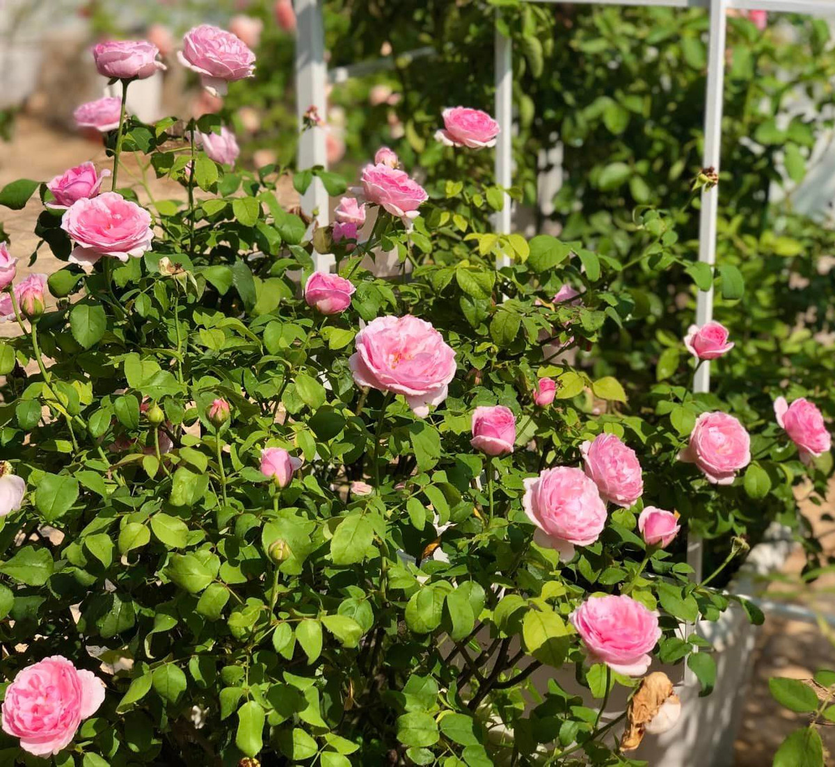 Đặc biệt, trong khuôn viên biệt thự rộng 500m2, MC Quyền Linh và bà xã Dạ Thảo dành một diện tích lớn để trồng hoa hồng. Ảnh: FB Dạ Thảo