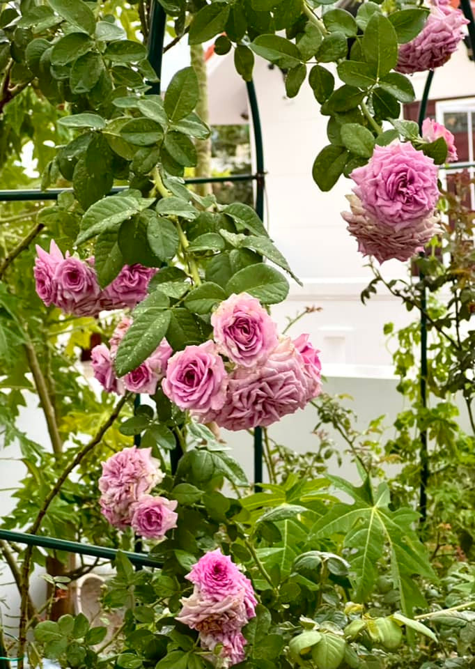 Bà xã Quyền Linh thích tự tay chăm sóc từng gốc hồng từ công đoạn tưới nước đến tỉa lá, và chờ hoa nở bung sau nhiều ngày ấp ủ. Ảnh: FB Dạ Thảo