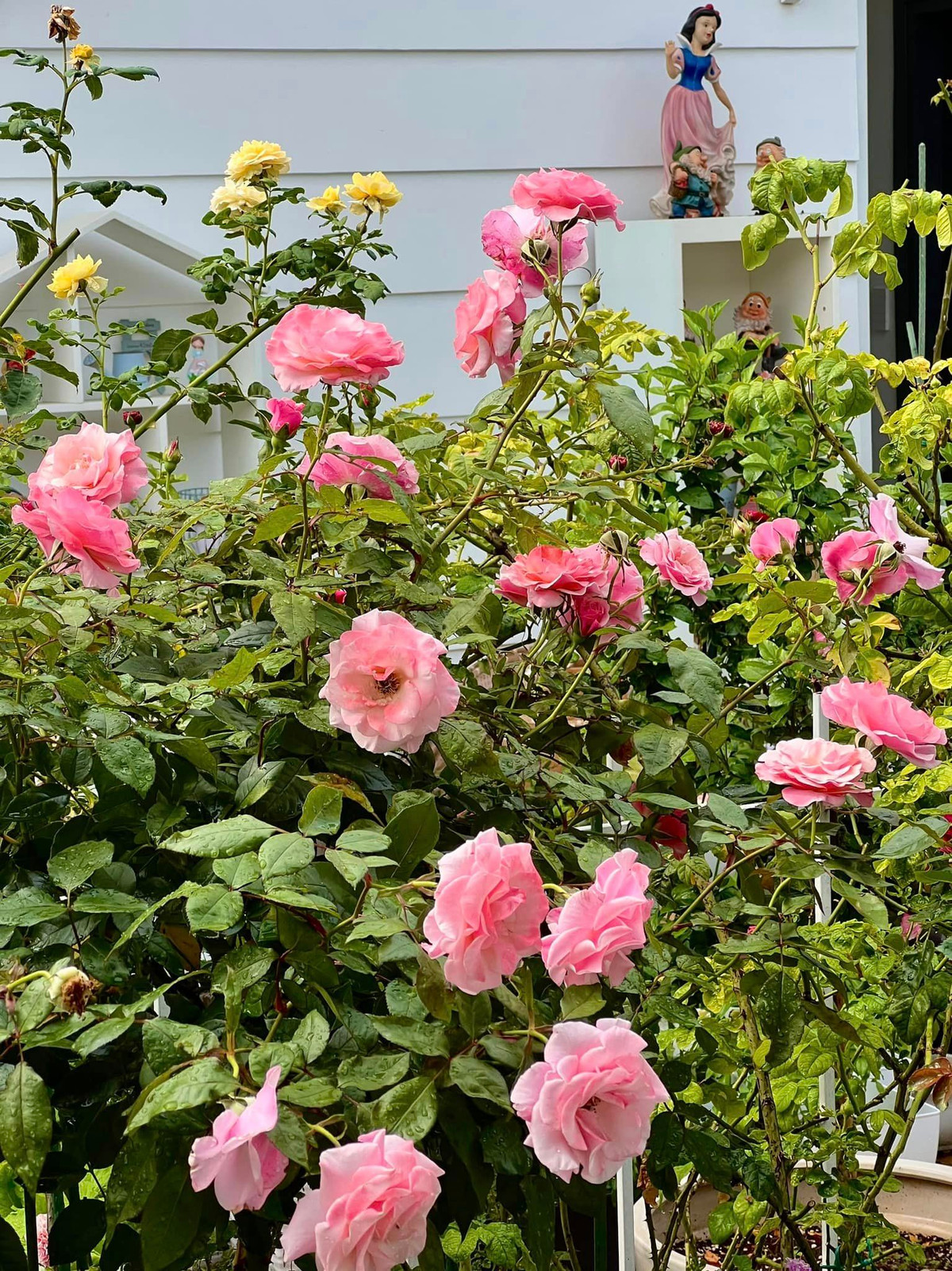 Mỗi ngày, cần tưới nước hai lần vào buổi sáng - chiều, thỉnh thoảng bón phân và xử lý sâu bệnh... Ảnh: FB Dạ Thảo