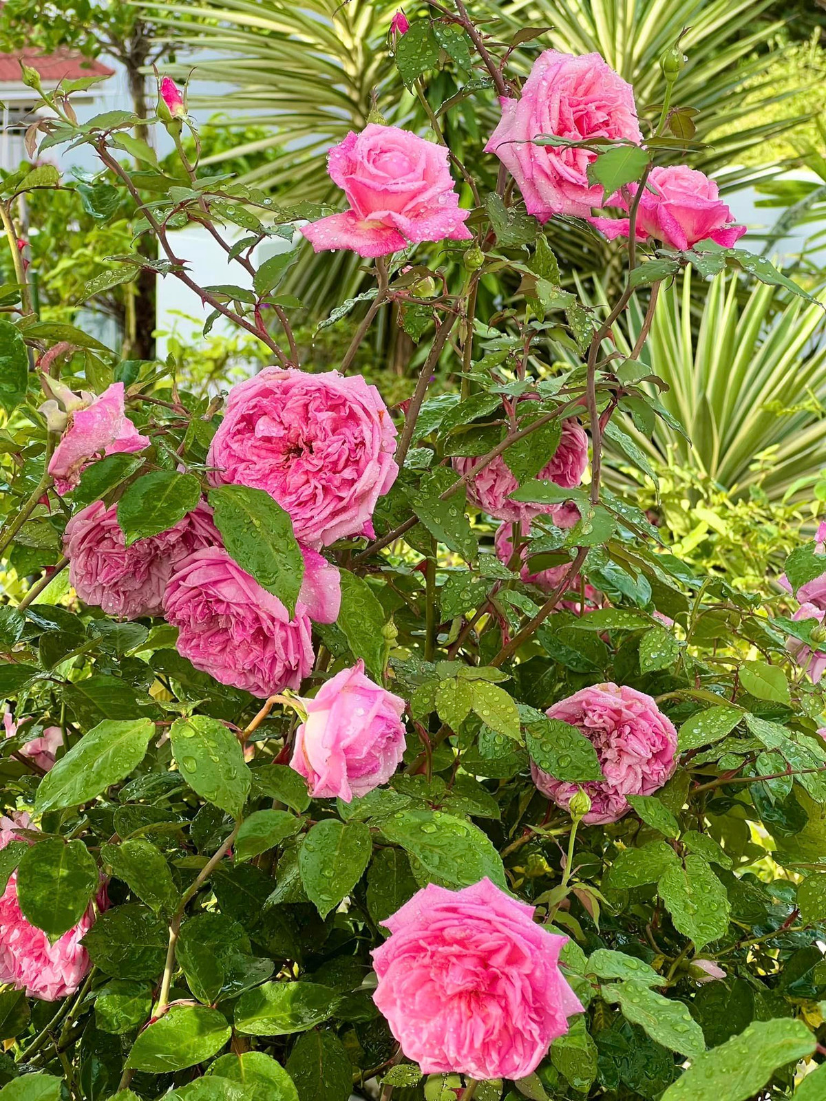 Chị Dạ Thảo cho biết bắt đầu trồng hồng từ lúc xây dựng căn biệt thự nhưng vài năm gần đây mới tập chơi hồng ngoại. Ảnh: FB Dạ Thảo